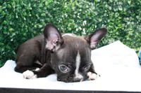 Levi, a male Frenchton for sale in Santa Barbara, CA – Photo 4 of 8