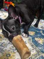 Levi, a male Frenchton for sale in Santa Barbara, CA – Photo 2 of 8
