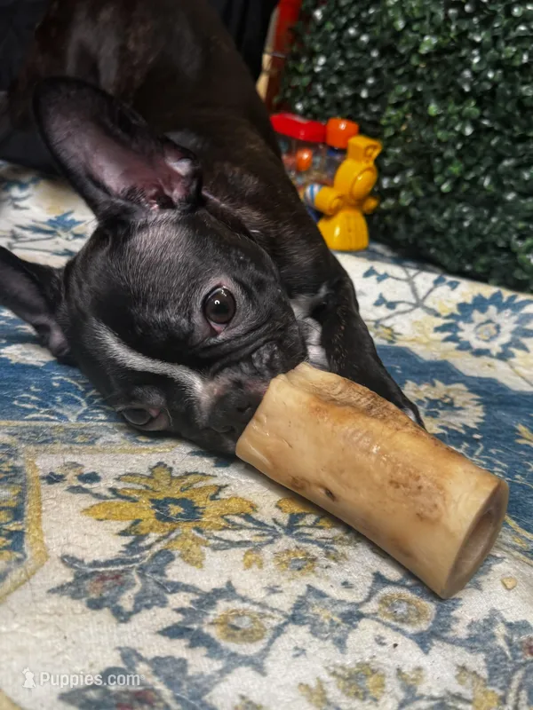 Levi – Frenchton puppy for sale in Santa Barbara, CA