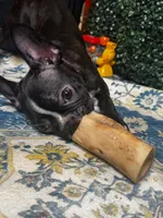 Levi, a male Frenchton for sale in Santa Barbara, CA – Photo 1 of 8