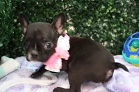 Tally, a female Frenchton for sale in Santa Barbara, CA – Photo 3 of 6