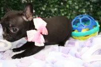 Tally, a female Frenchton for sale in Santa Barbara, CA – Photo 2 of 6