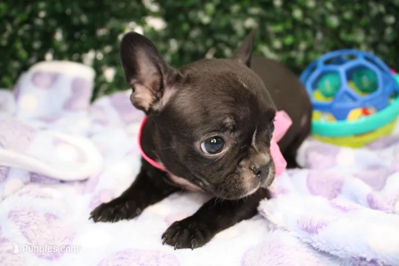 Tally, a female Frenchton for sale in Santa Barbara, CA – Photo 1 of 6