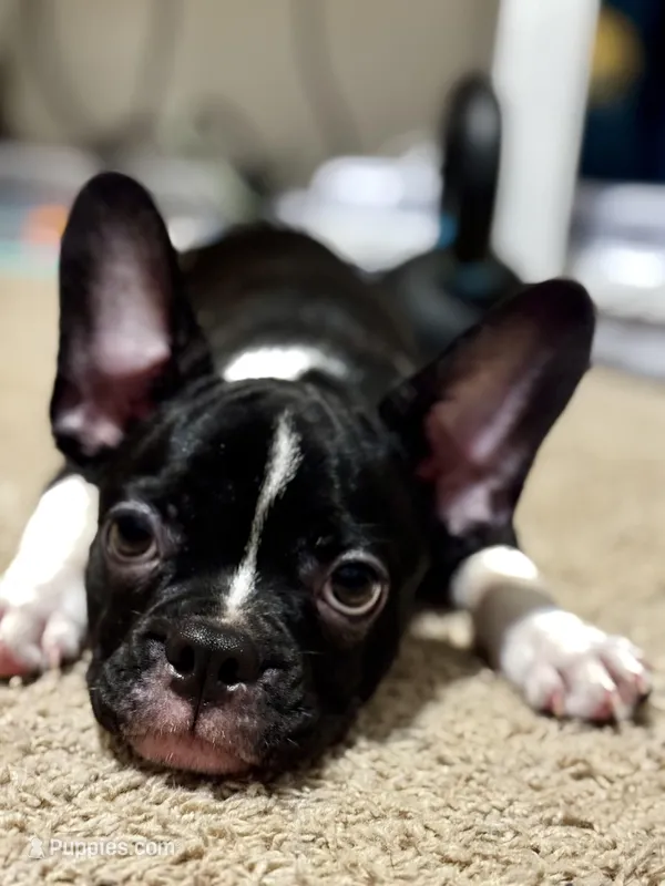 Petey – Frenchton puppy for sale in Santa Barbara, CA