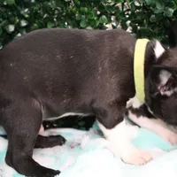 Petey, a male Frenchton for sale in Santa Barbara, CA – Photo 8 of 9