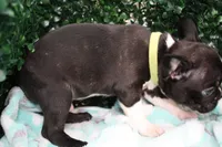 Petey, a male Frenchton for sale in Santa Barbara, CA – Photo 8 of 9