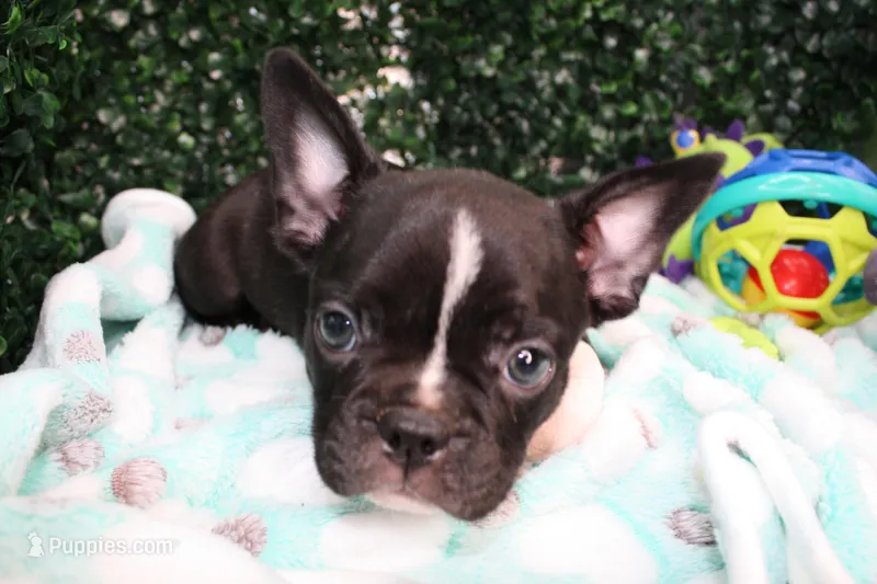 Petey, a male Frenchton for sale in Santa Barbara, CA – Photo 1 of 9
