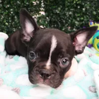 Petey, a male Frenchton for sale in Santa Barbara, CA – Photo 1 of 9