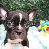 Petey, a male Frenchton for sale in Santa Barbara, CA – Photo 9 of 9