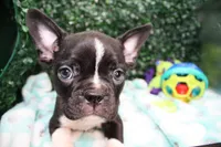 Petey, a male Frenchton for sale in Santa Barbara, CA – Photo 9 of 9