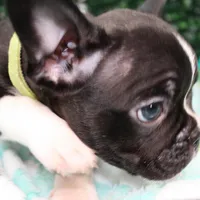 Petey, a male Frenchton for sale in Santa Barbara, CA – Photo 5 of 9