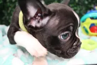 Petey, a male Frenchton for sale in Santa Barbara, CA – Photo 5 of 9