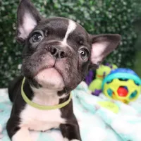 Petey, a male Frenchton for sale in Santa Barbara, CA – Photo 7 of 9