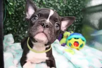 Petey, a male Frenchton for sale in Santa Barbara, CA – Photo 7 of 9