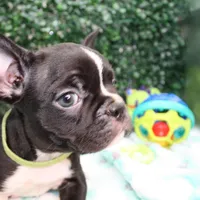 Petey, a male Frenchton for sale in Santa Barbara, CA – Photo 2 of 9