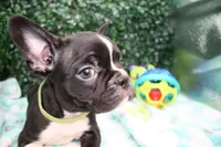 Petey, a male Frenchton for sale in Santa Barbara, CA – Photo 2 of 9