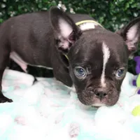 Petey, a male Frenchton for sale in Santa Barbara, CA – Photo 3 of 9