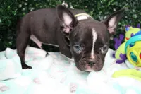 Petey, a male Frenchton for sale in Santa Barbara, CA – Photo 3 of 9