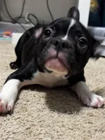 Petey, a male Frenchton for sale in Santa Barbara, CA – 2 of 2