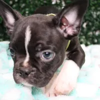 Petey, a male Frenchton for sale in Santa Barbara, CA – Photo 4 of 9