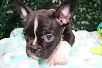 Petey, a male Frenchton for sale in Santa Barbara, CA – Photo 4 of 9