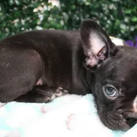 Petey, a male Frenchton for sale in Santa Barbara, CA – Photo 6 of 9
