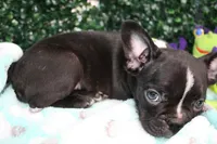 Petey, a male Frenchton for sale in Santa Barbara, CA – Photo 6 of 9