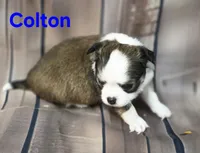 AKC Colton, a male Chihuahua for sale in Homerville, GA – 9 of 10