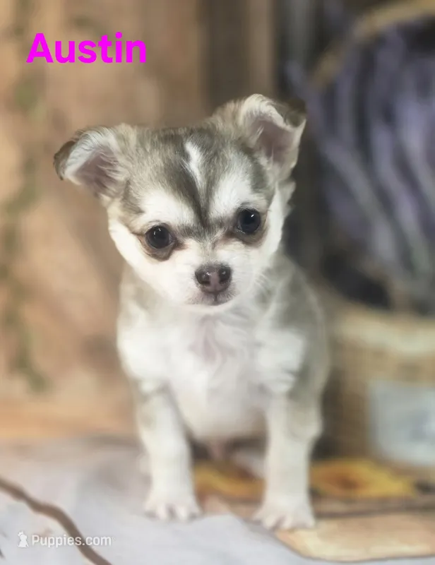 CKC Austin – Chihuahua puppy for sale in Homerville, GA
