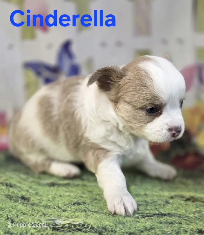 CKC Cinderella – Chihuahua puppy for sale in Homerville, GA