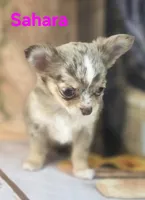 CKC Sahara , a female Chihuahua for sale in Homerville, GA – 9 of 10