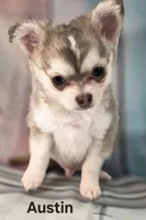 CKC Austin pending, a male Chihuahua for sale in Homerville, GA – 8 of 10