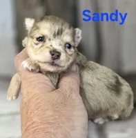 CKC Sandy , a female Chihuahua for sale in Homerville, GA – 3 of 10