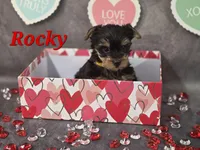 AKC Rocky, a male Yorkshire Terrier for sale in Homerville, GA – Photo 5 of 10