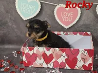 AKC Rocky, a male Yorkshire Terrier for sale in Homerville, GA – Photo 2 of 10