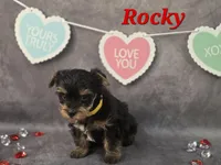 AKC Rocky, a male Yorkshire Terrier for sale in Homerville, GA – Photo 7 of 10