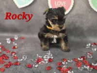 AKC Rocky, a male Yorkshire Terrier for sale in Homerville, GA – Photo 9 of 10