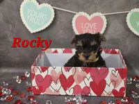 AKC Rocky, a male Yorkshire Terrier for sale in Homerville, GA – Photo 3 of 10