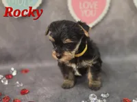 AKC Rocky, a male Yorkshire Terrier for sale in Homerville, GA – Photo 6 of 10