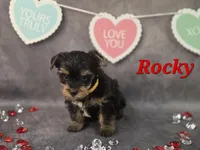 AKC Rocky, a male Yorkshire Terrier for sale in Homerville, GA – Photo 8 of 10