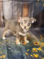 AKC Daisy, a female Chihuahua for sale in Homerville, GA – 3 of 10