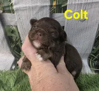 AKC Colt, a male Chihuahua for sale in Homerville, GA – Photo 10 of 10