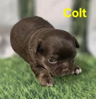 AKC Colt, a male Chihuahua for sale in Homerville, GA – Photo 2 of 10