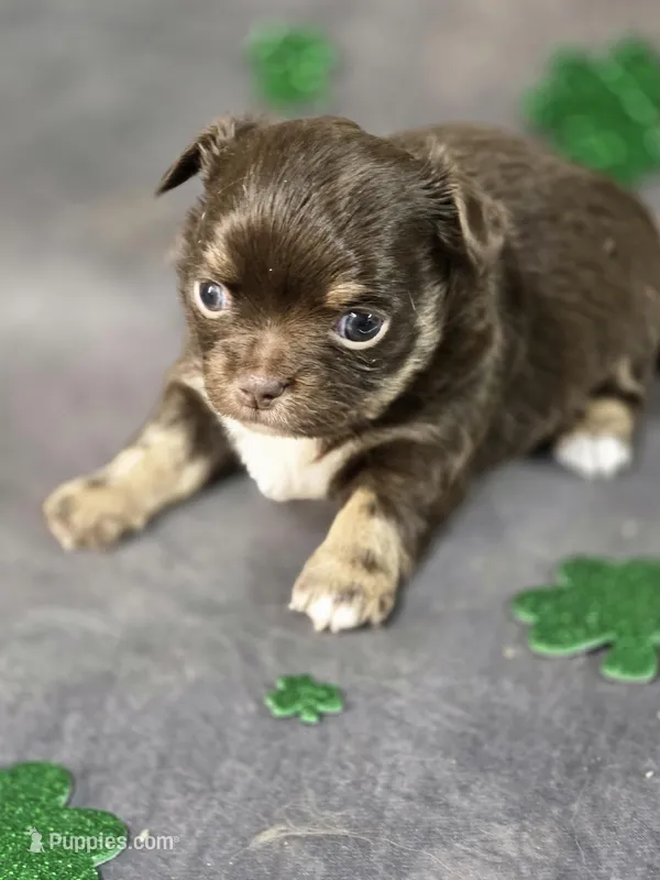 AKC Colt – Chihuahua puppy for sale in Homerville, GA