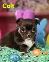 AKC Colt, a male Chihuahua for sale in Homerville, GA – Photo 3 of 10