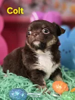 AKC Colt, a male Chihuahua for sale in Homerville, GA – Photo 10 of 10