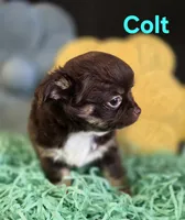 AKC Colt, a male Chihuahua for sale in Homerville, GA – Photo 7 of 10
