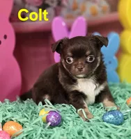 AKC Colt, a male Chihuahua for sale in Homerville, GA – Photo 2 of 10