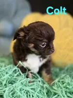 AKC Colt, a male Chihuahua for sale in Homerville, GA – Photo 10 of 10