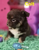 AKC Colt, a male Chihuahua for sale in Homerville, GA – Photo 9 of 10